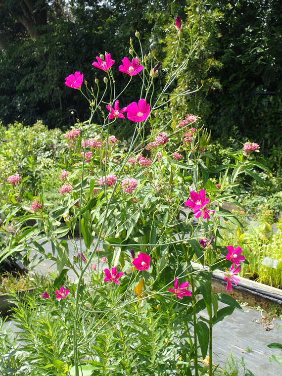 Callirhoe digitata bears dazzling magenta flowers