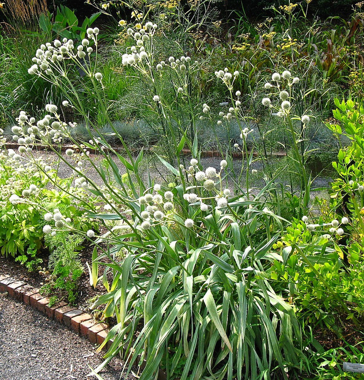 Eryngium yuccifolium has yucca-like leaves and silver thimble-shaped flower heads.