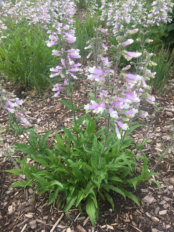 Penstemon hirsutus flowers in late spring, to the delight of  hummingbirds