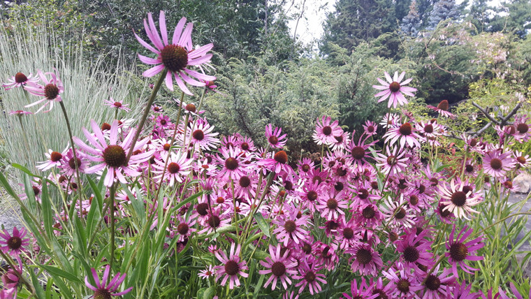 Echinacea tennesseensis flowers have relatively short, non-drooping petals, compared to other echinaceas