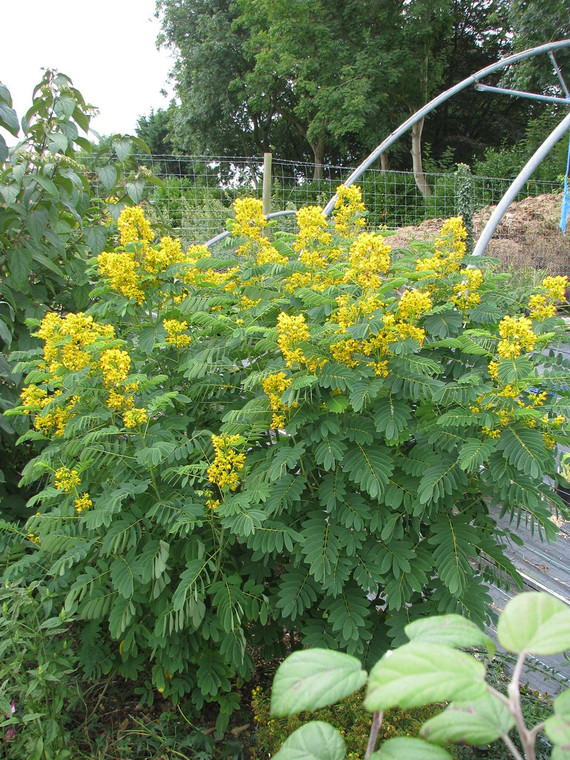 Senna hebecarpa is a large perennial with showy yellow summer  flowers