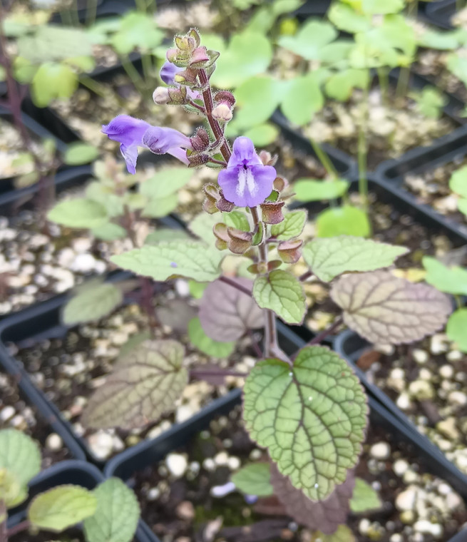 Scutellaria ovata ssp. rugosa