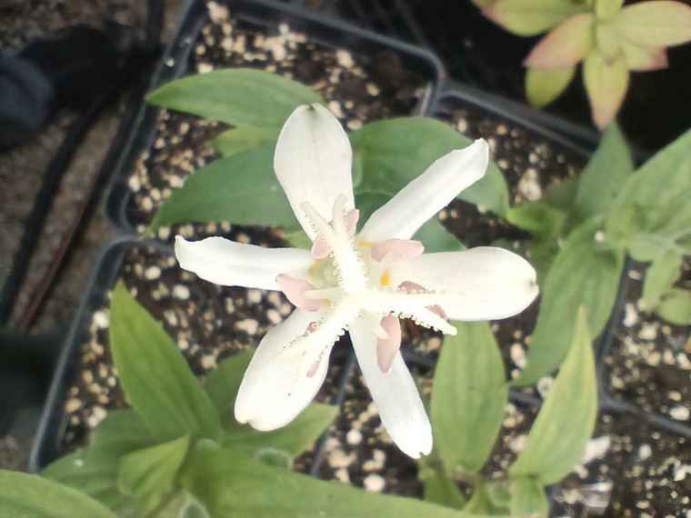 The spotless snowy flowers of Tricyrtis hirta 'Alba' are unique among the toad lilies