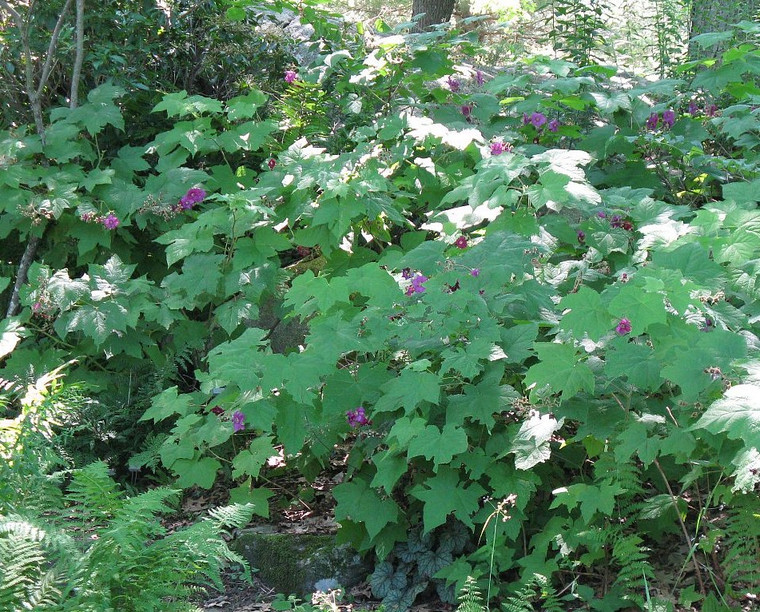 Rubus odoratus