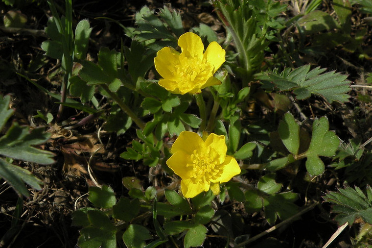 Ranunculus fascicularis