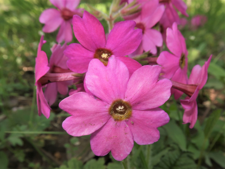 Primula kisoana