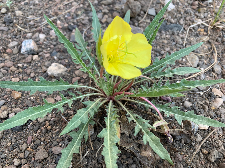 Oenothera flava