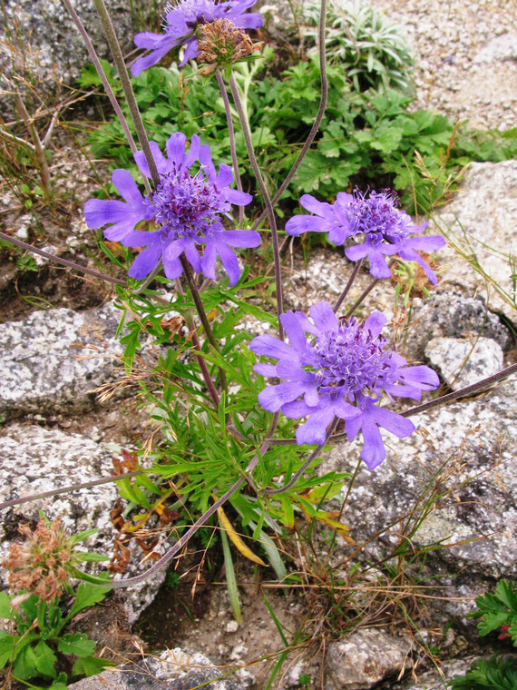 Scabiosa japonica var. alpina is a little plant with proportionally large flowers