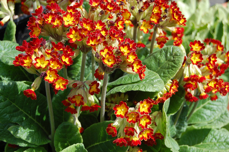 The red form of Primula veris has fiery flowers