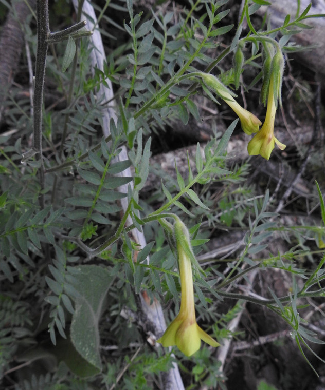 Polemonium pauciflorum is one of the few Jacob's ladders with yellow -- rather than blue -- flowers