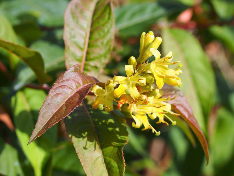 Diervilla sessilifolia is one of the relatively few shrubs that flowers in summer