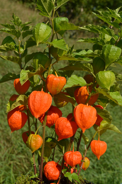 Physalis alkekengii 'Gnome'
