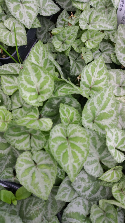 Viola hirsutula variegated form