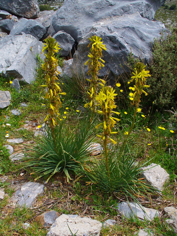 Asphodeline lutea ex 'Italian Gold'