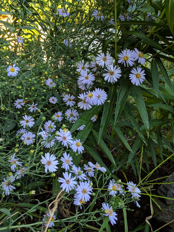 Aster laevis``