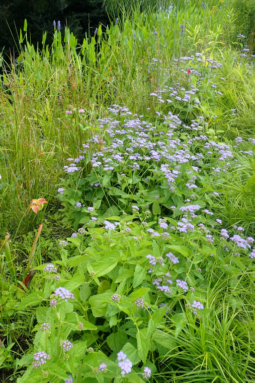 Eupatorim coelestinum (Conoclinium coelestinum)
