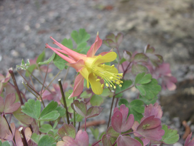 Aquilegia micrantha hybrid