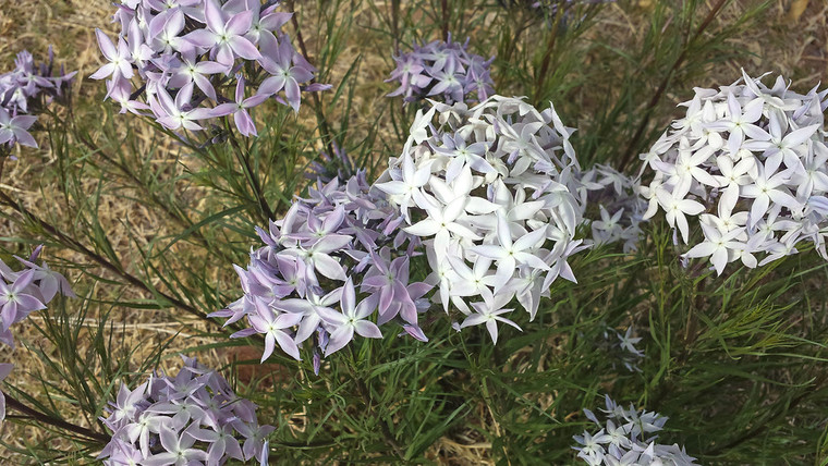 Amsonia grandiflora