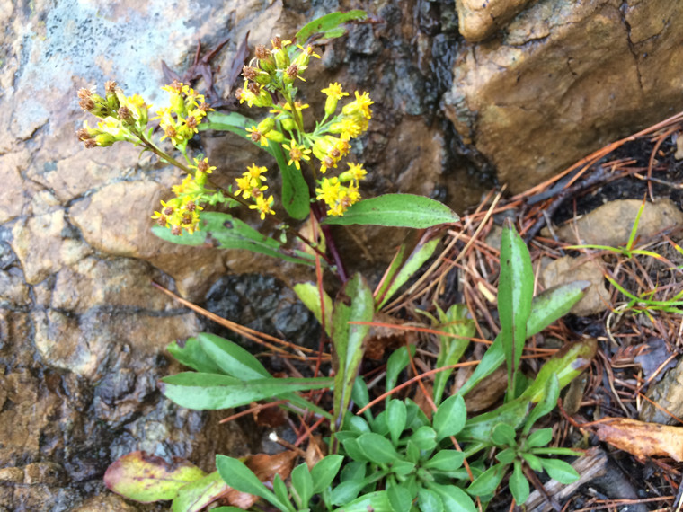 Solidago randii