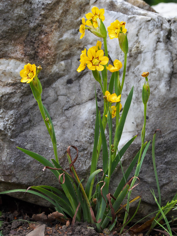 Sisyrinchium californicum