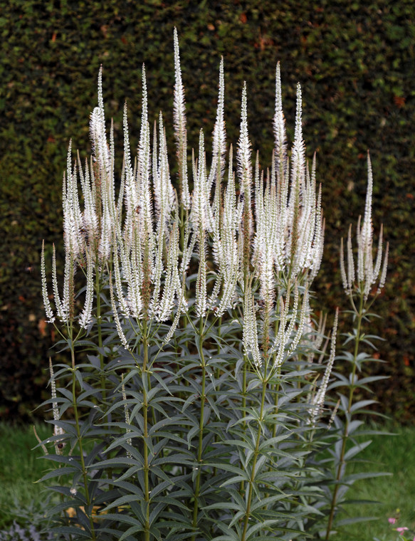 Veronicastrum virgnicum