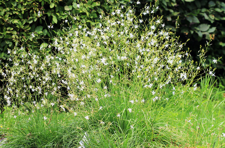Anthericum ramosum