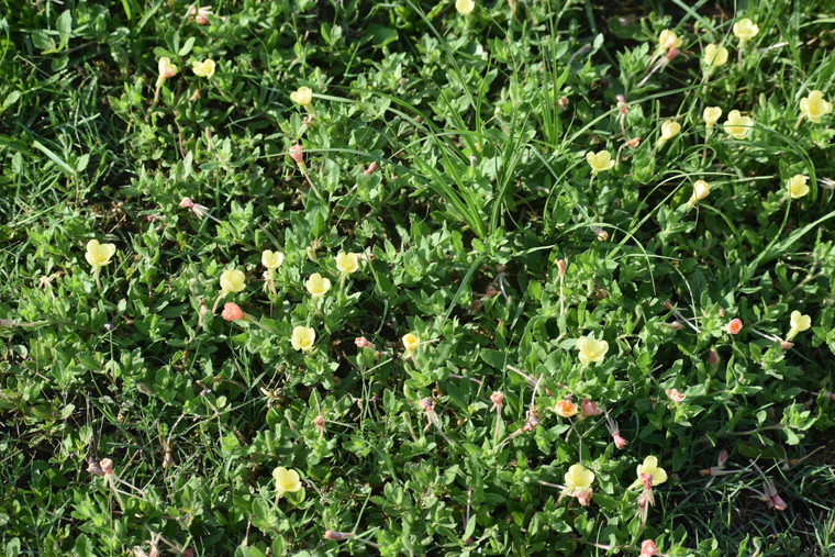 Oenothera humifusa