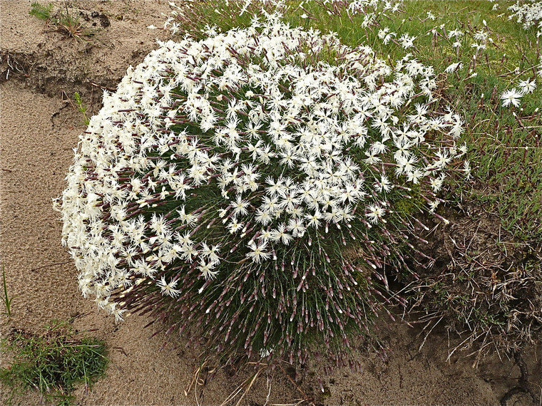 Dianthus arenarius 'Little Maiden'