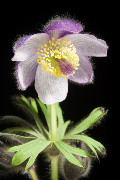 Pulsatilla tatewakii