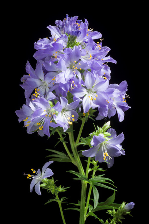 Polemonium kiusianum