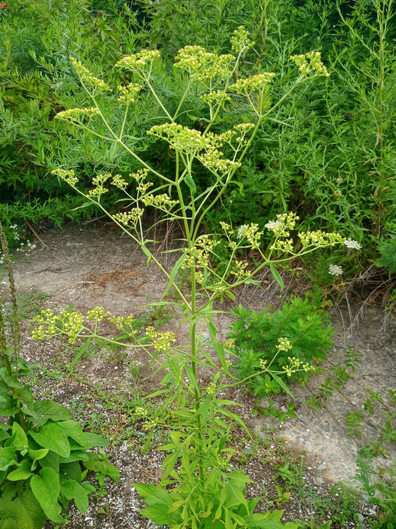 Patrinia punctiflora