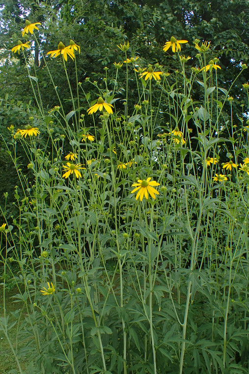 Rudbeckia laciniata