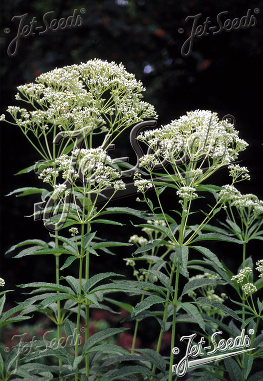 Eupatorium 'Ivory Towers'