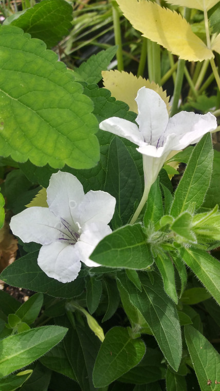 Ruellia humilis 'Alba'