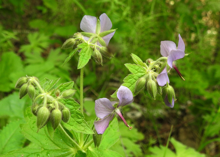 Geranium eriostemon