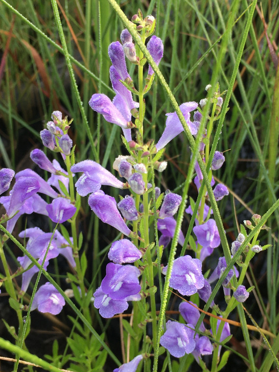 Scutellaria integrifolia