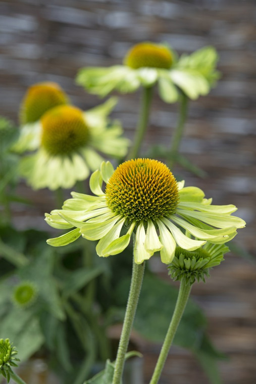 Echinacea purpurea 'Alan's Pride'