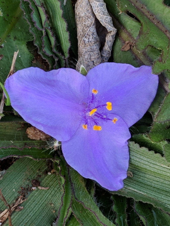 Tradescantia tharpii
