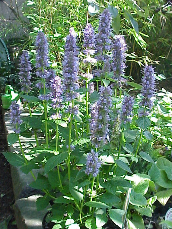 Agastache foeniculum