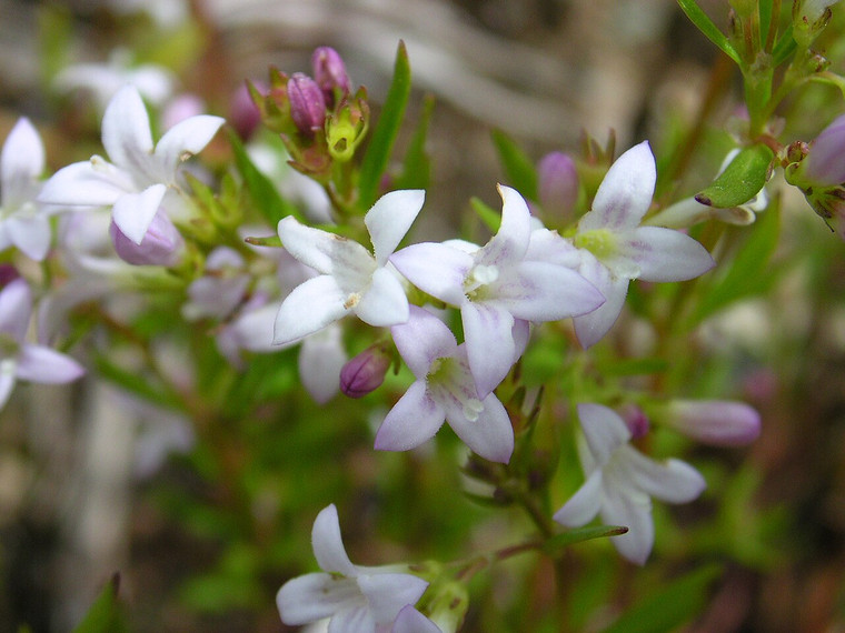Houstonia longifolia