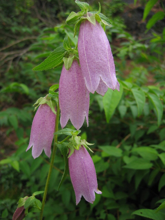 Campanula punctata var. hondoensis