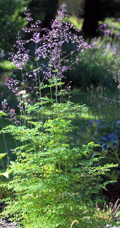 Thalictrum delavayi is an architectural meadowrue with some of the largest and showiest flowers in the genus.
