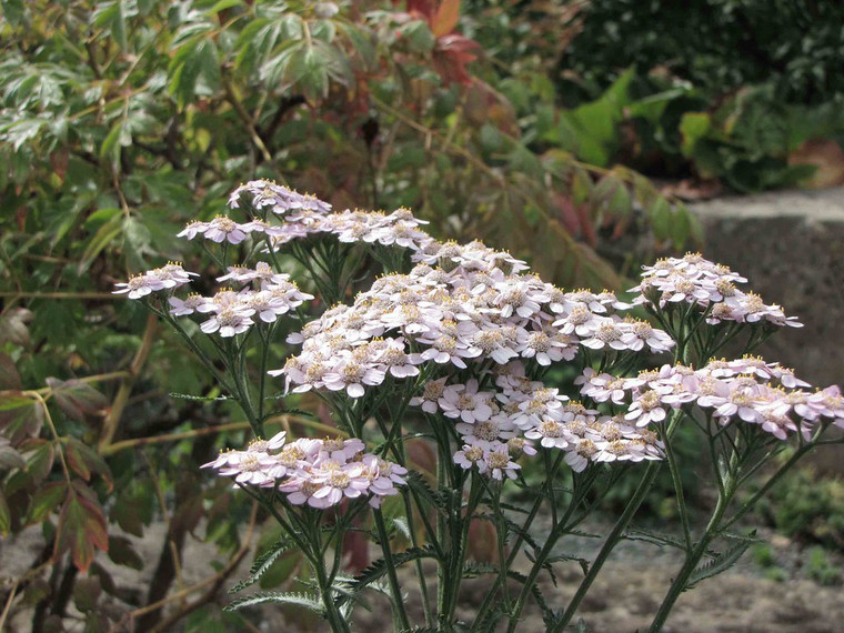 Achillea sibirica 'Japanese Lace'