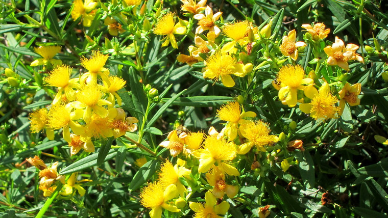 Hypericum kalmianum
