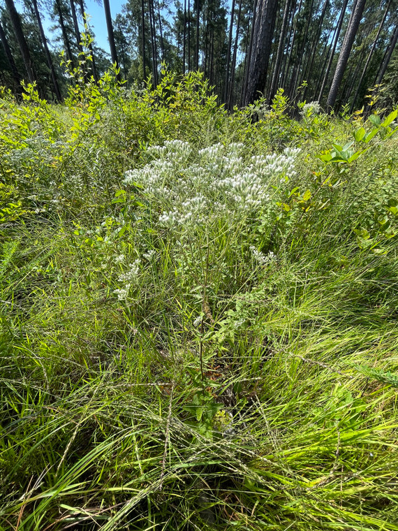 Eupatorium pilosum