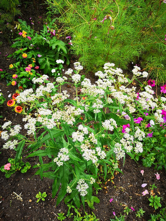 Eupatorium perfoliatum