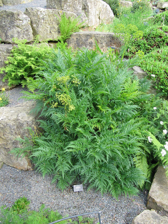 Molopospermum peloponnesiacum