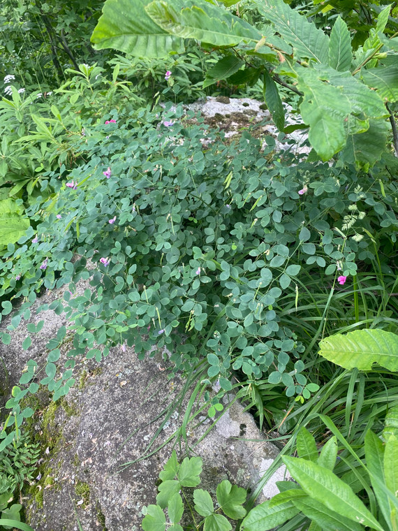 Lathyrus roseus
