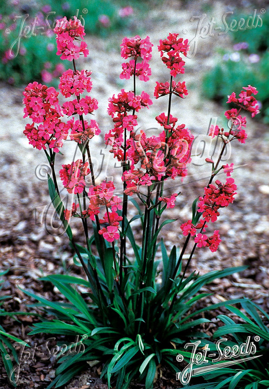 Lychnis viscaria 'Firebird'