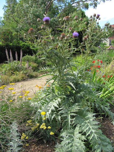 Cynara cardunculus